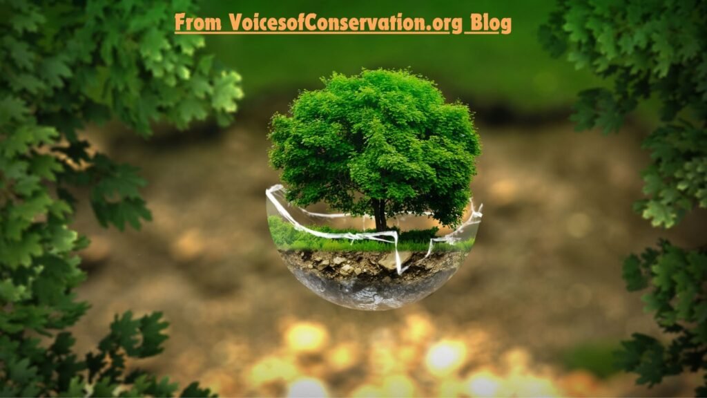 Discover why the voicesofconservation.org blog matters—uniting diverse voices to inspire action and protect our planet's natural treasures.